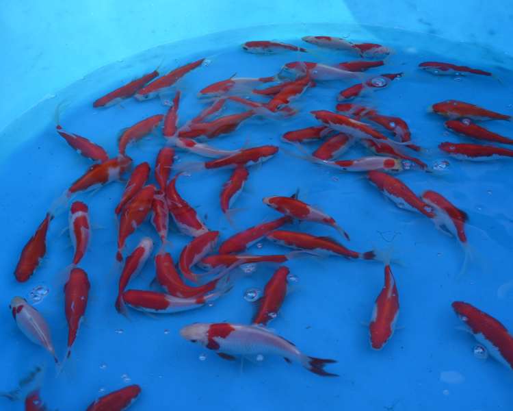3-4" (7-10cm) Sarasa Goldfish